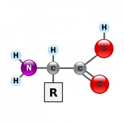 Amino Acids